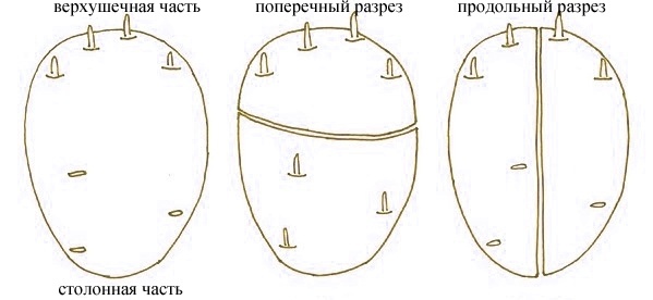 Кольцевой надрез картофелины